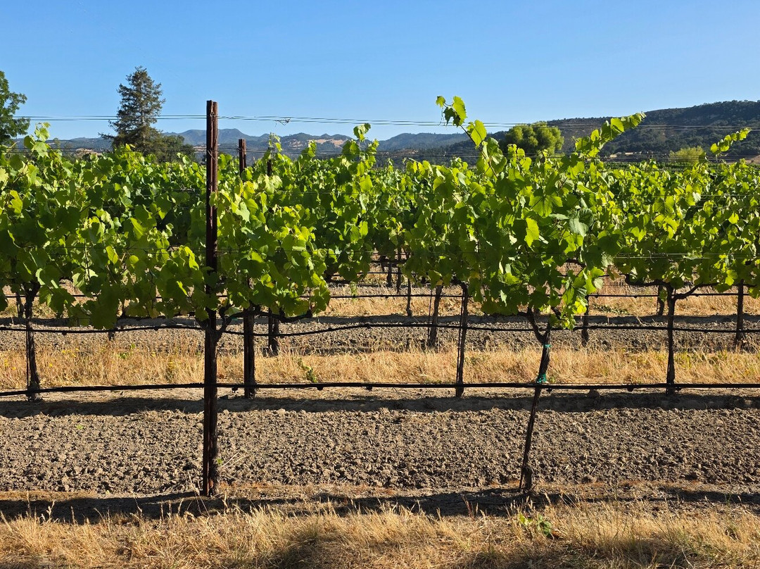 Larson Family Winery-索诺玛必去景点