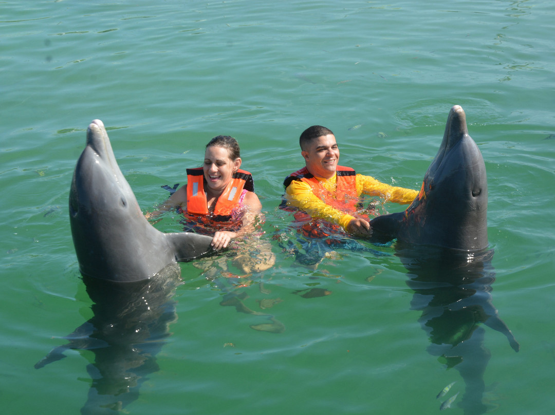 Delfinario De Cayo Guillermo-Cayo Guillermo必去景点