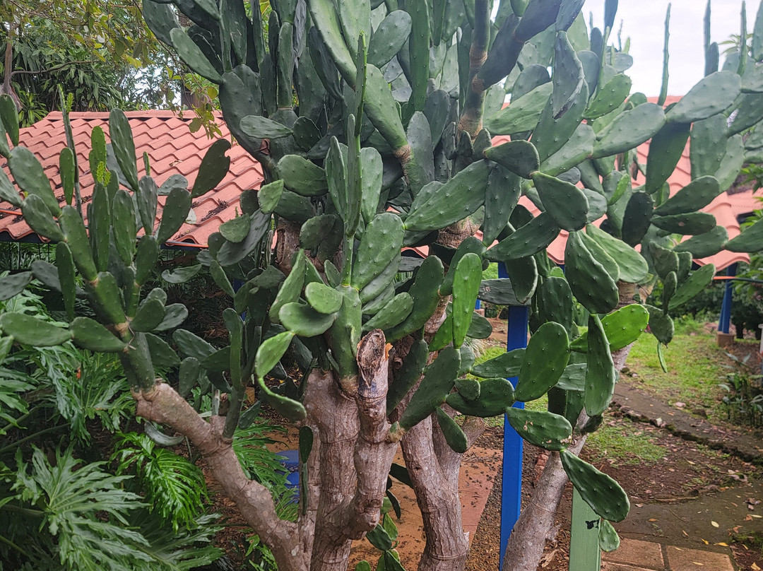 TIO JOSE COFFEE TOUR-葛雷西亚必去景点