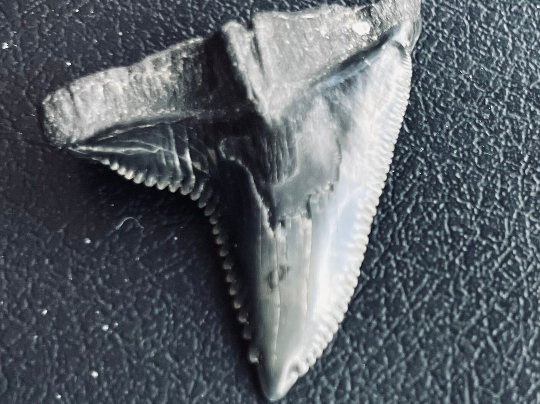 Fossil Junkies, Llc-Alva必去景点