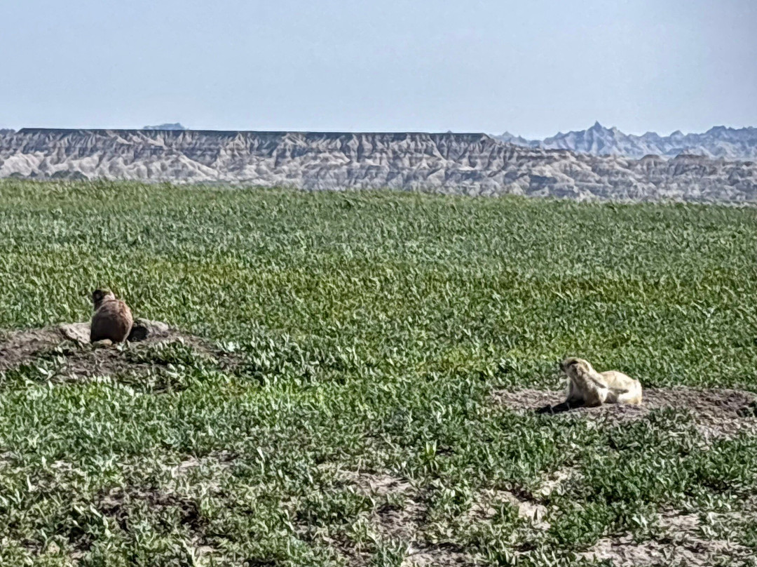 Roberts Prairie Dog Town-恶地国家公园必去景点