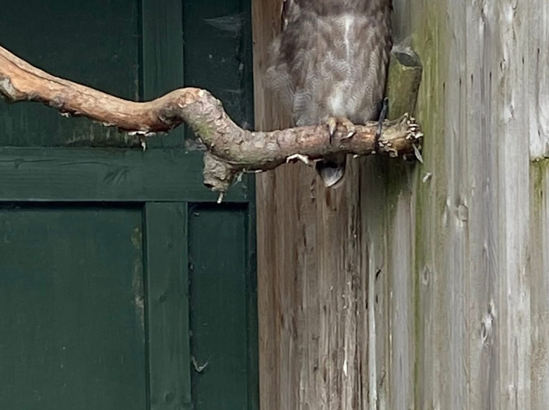 Scottish Owl Centre-Whitburn必去景点