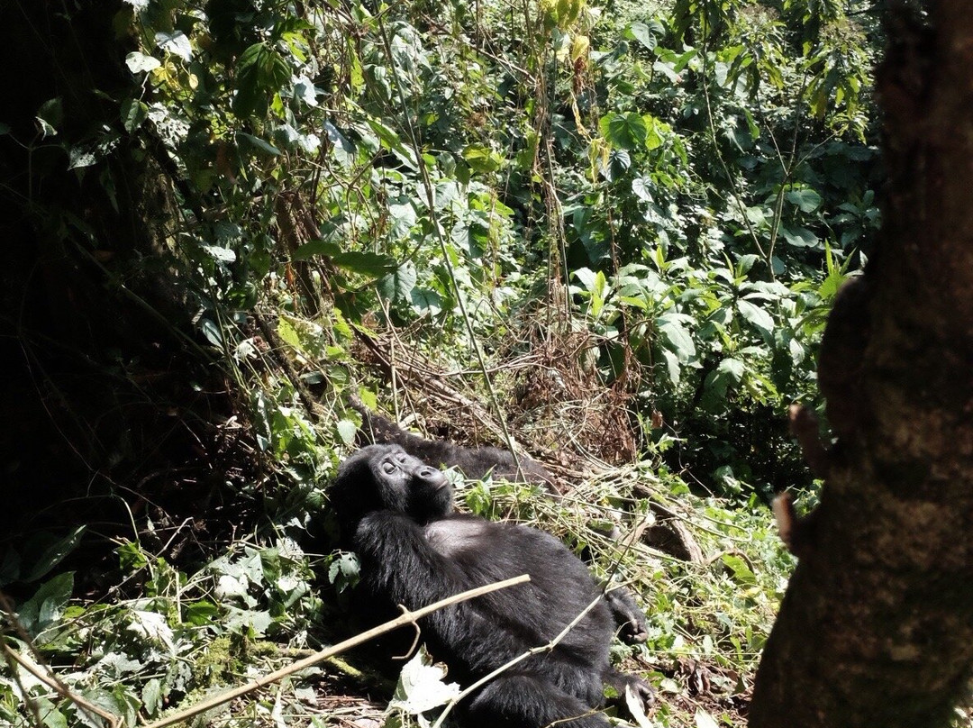 Kori Safaris-Kisoro必去景点