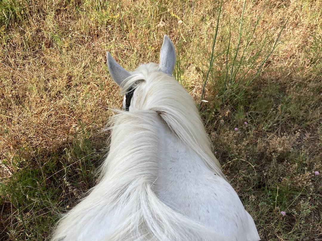 Club Hipic El Camp-Llanca必去景点