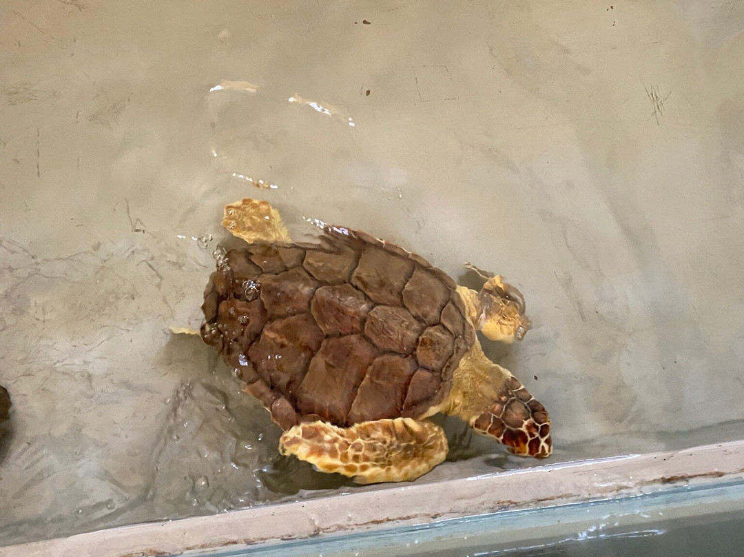 Argosub Day Tours-斯廷蒂诺必去景点