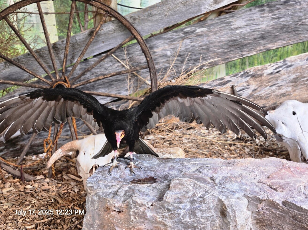 爬虫公园-拉皮德城必去景点
