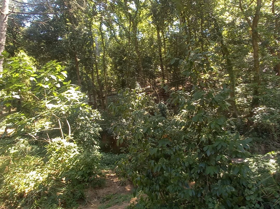Parco Avventura Il Giardino Sospeso-Riparbella必去景点
