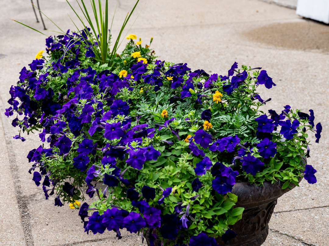 Best Western Plus Midwest Inn主图