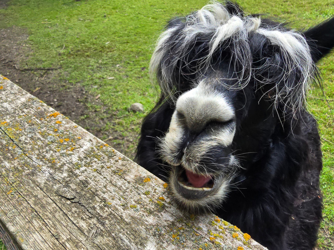 Elmvale Jungle Zoo-Elmvale必去景点