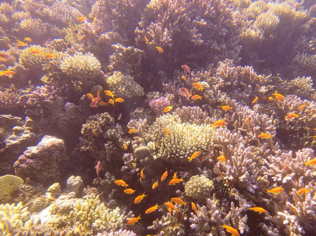 Circle Divers Dahab-达哈卜必去景点