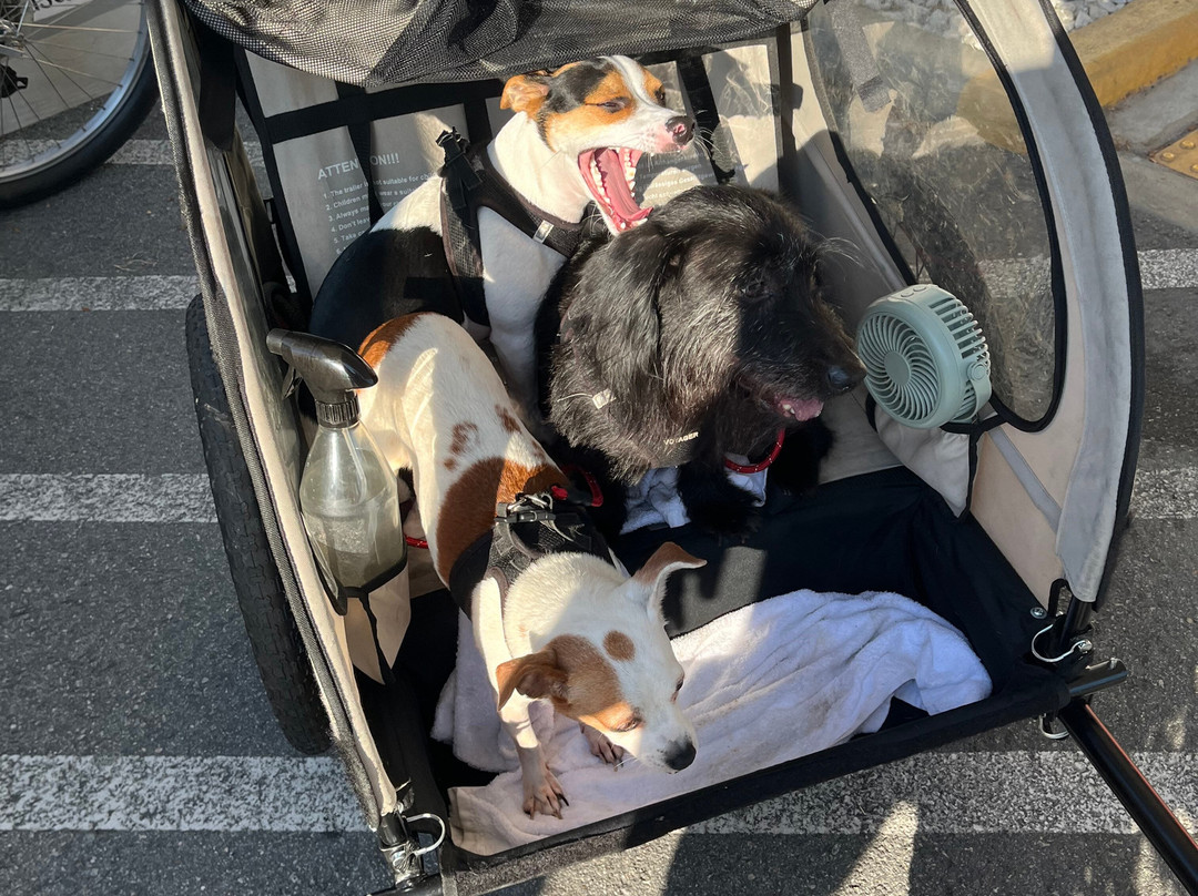 Savannah On Wheels-萨凡纳必去景点