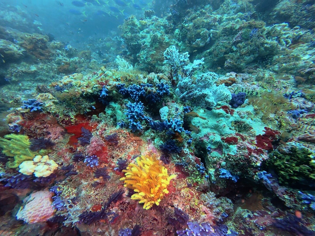 Wild Scuba Indonesia-Gili Asahan必去景点