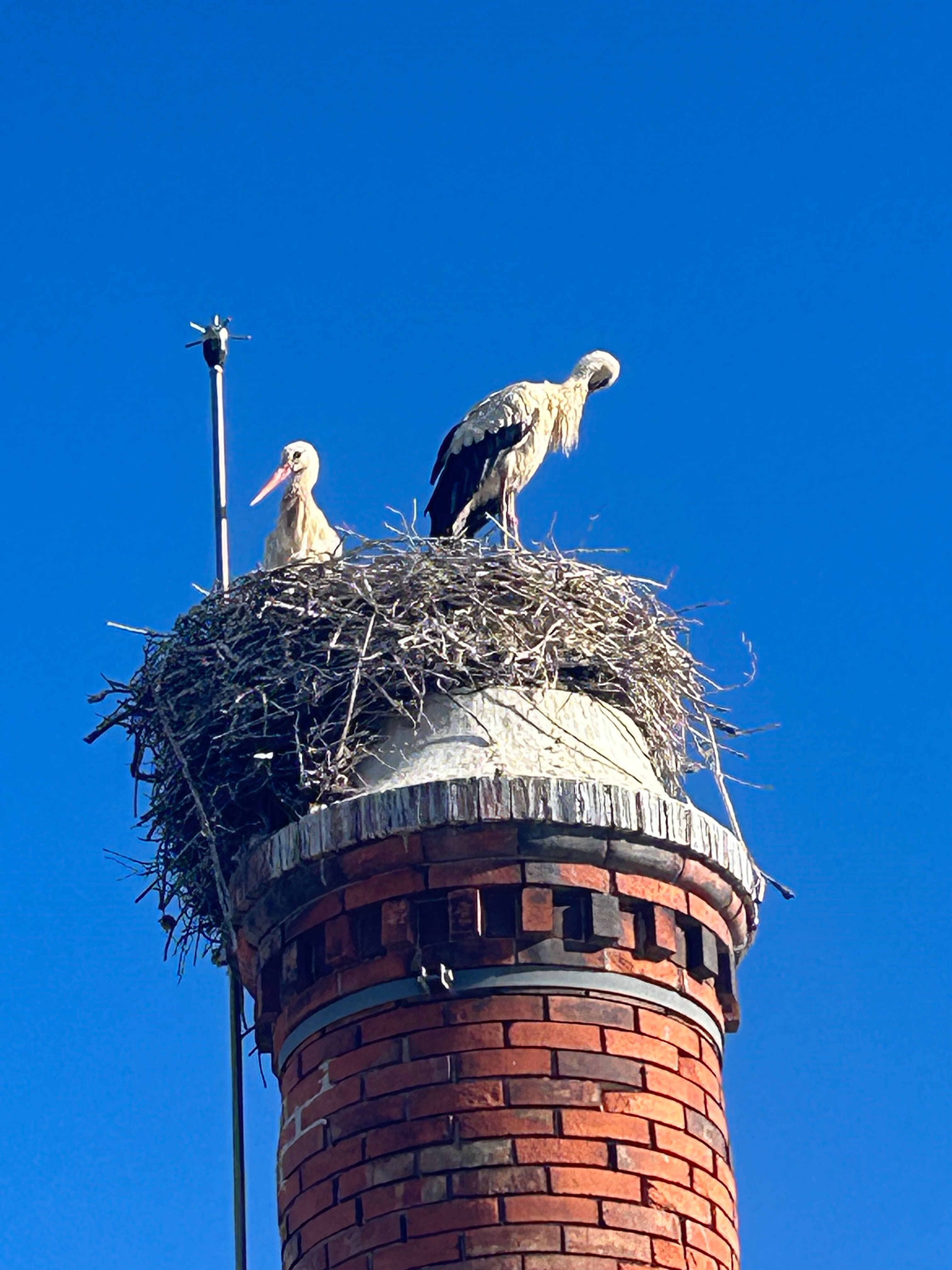Jupiter Marina Hotel-泳池