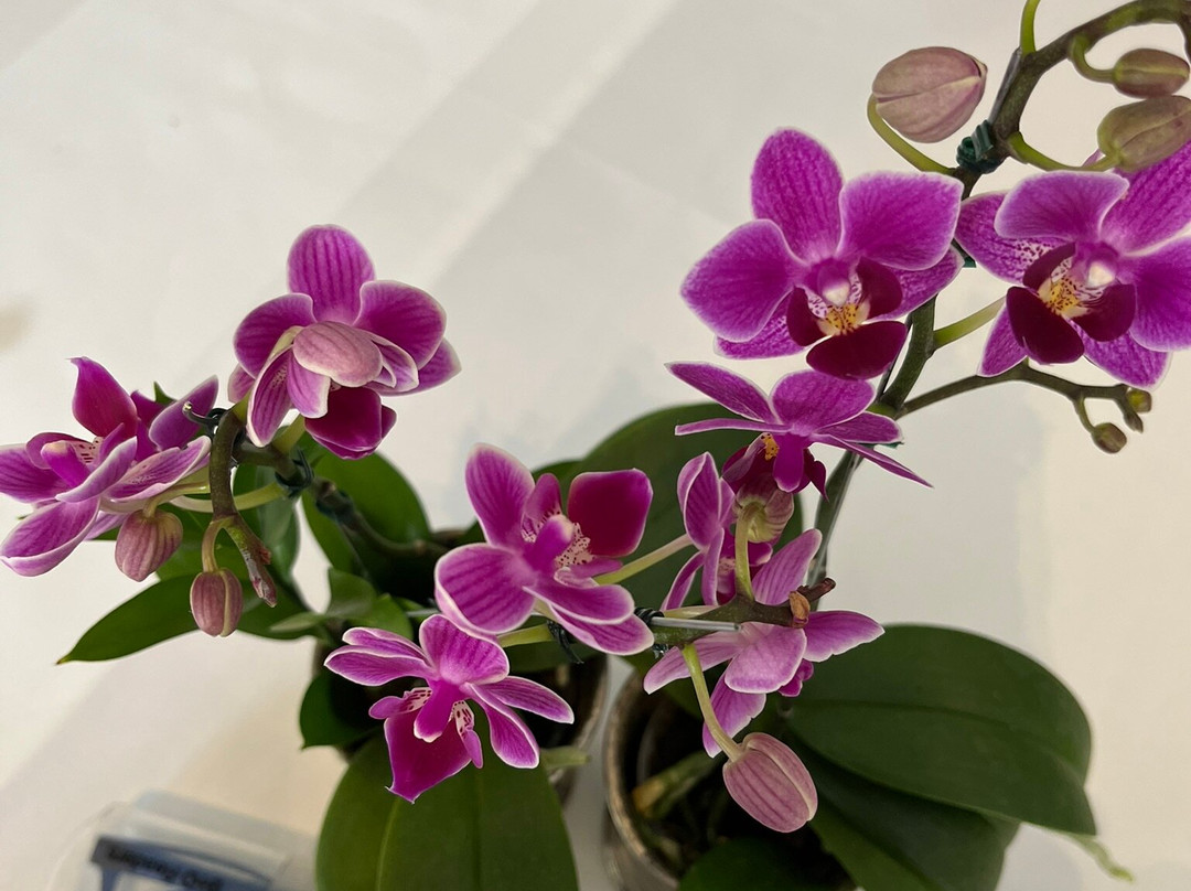 Cayena-Caracas Hotel主图