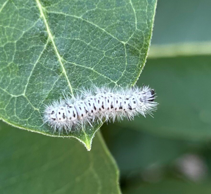 Presqu'ile Provincial Park-Brighton必去景点