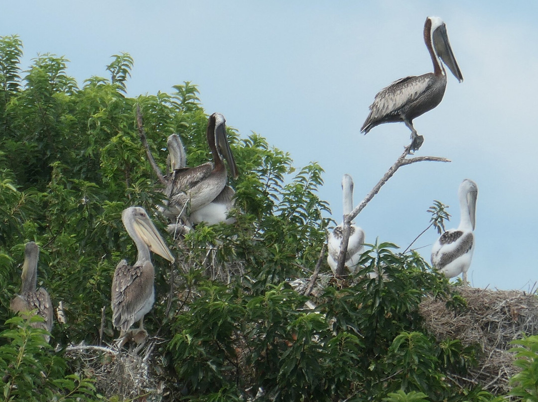 Paradise Dolphin Cruises-Wanchese必去景点