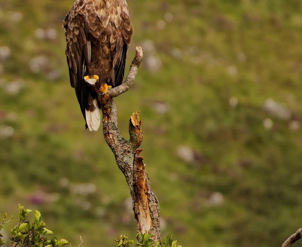 Loch Shiel-Glenfinnan必去景点