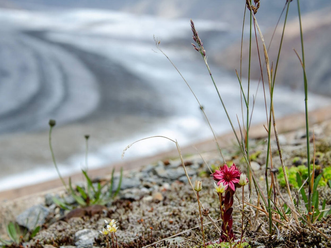 阿莱奇峰-少女峰区必去景点