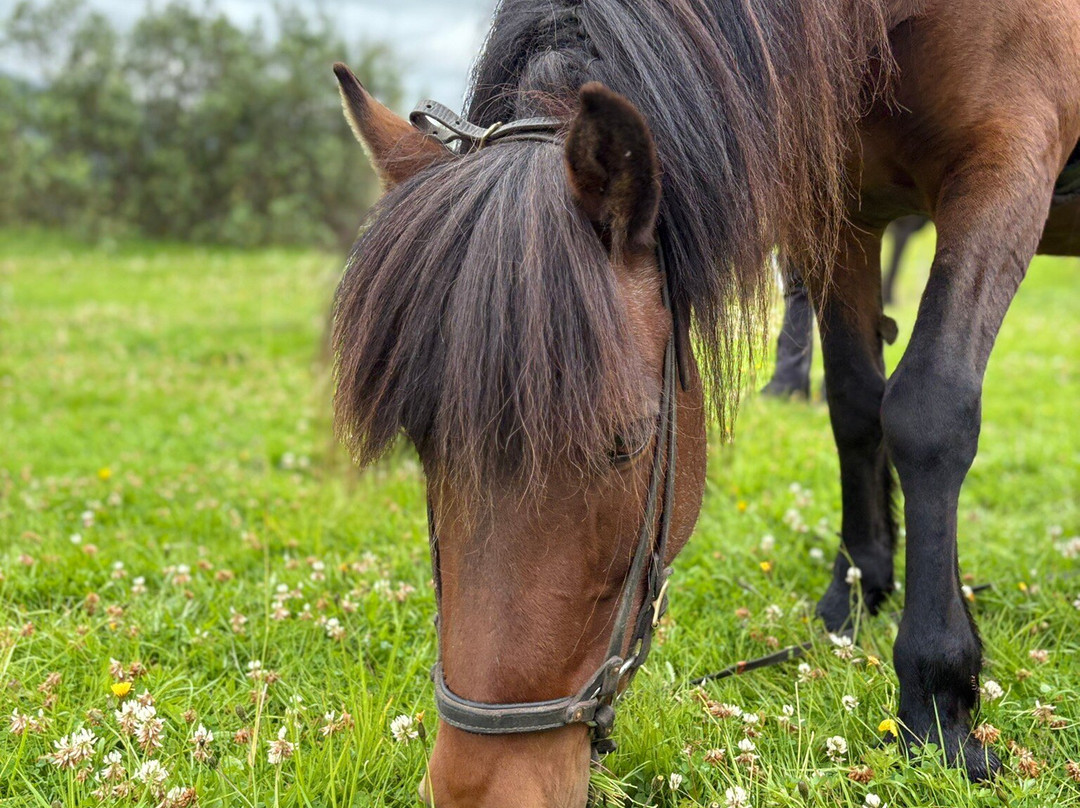 Tvistur Horse Rental-Dalvik必去景点