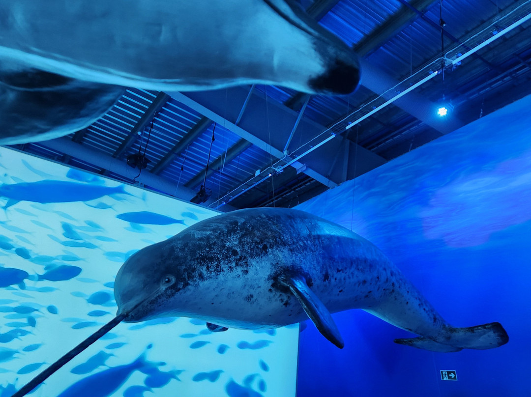 冰岛之鲸-雷克雅未克必去景点