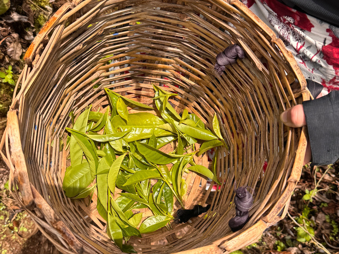 tuk tuk tk tours-Nanu Oya必去景点