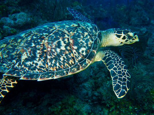 Sunn Odyssey Divers-弗里波特必去景点