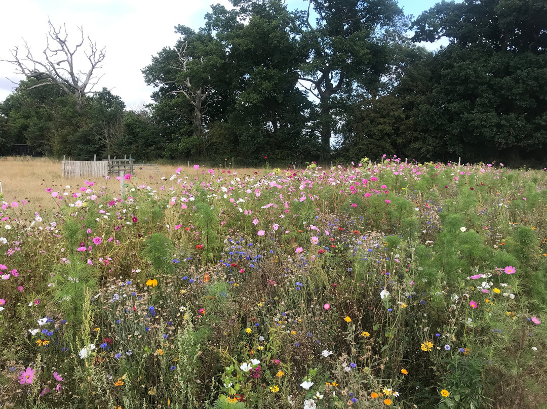 Pick Your Own Buxlow Blooms
