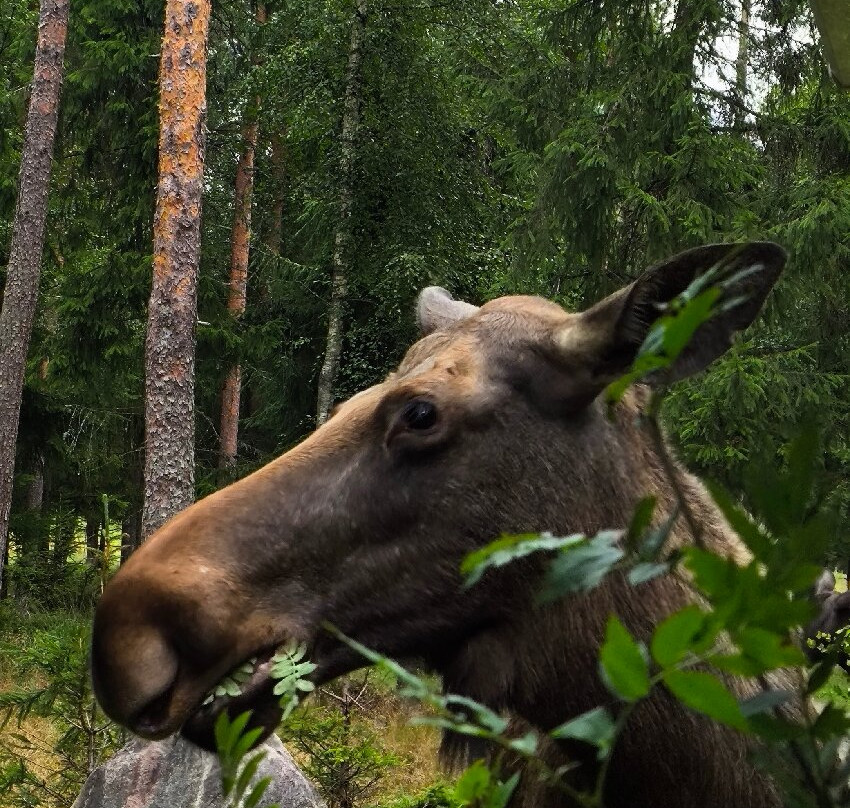 Smålandet Markaryds Älgsafari-Markaryd必去景点