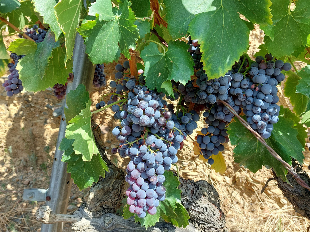 ALVAREZ DURAN PRIORAT-Porrera必去景点