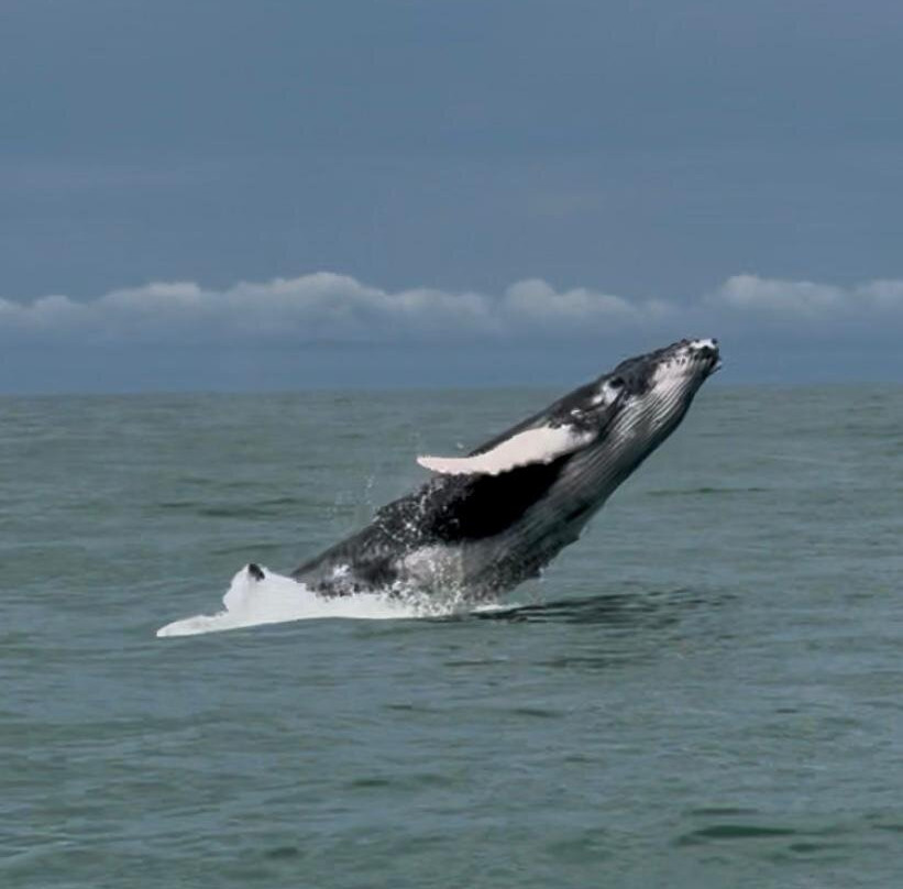 Ballena Aventura-鲸城必去景点