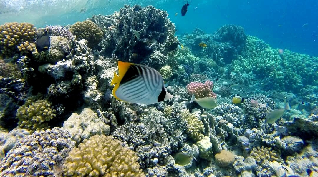 Abu Dabbab Beach-马萨阿拉姆必去景点