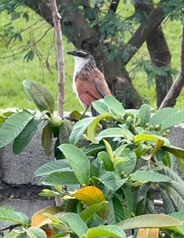 Steadfast Safaris-坎帕拉必去景点