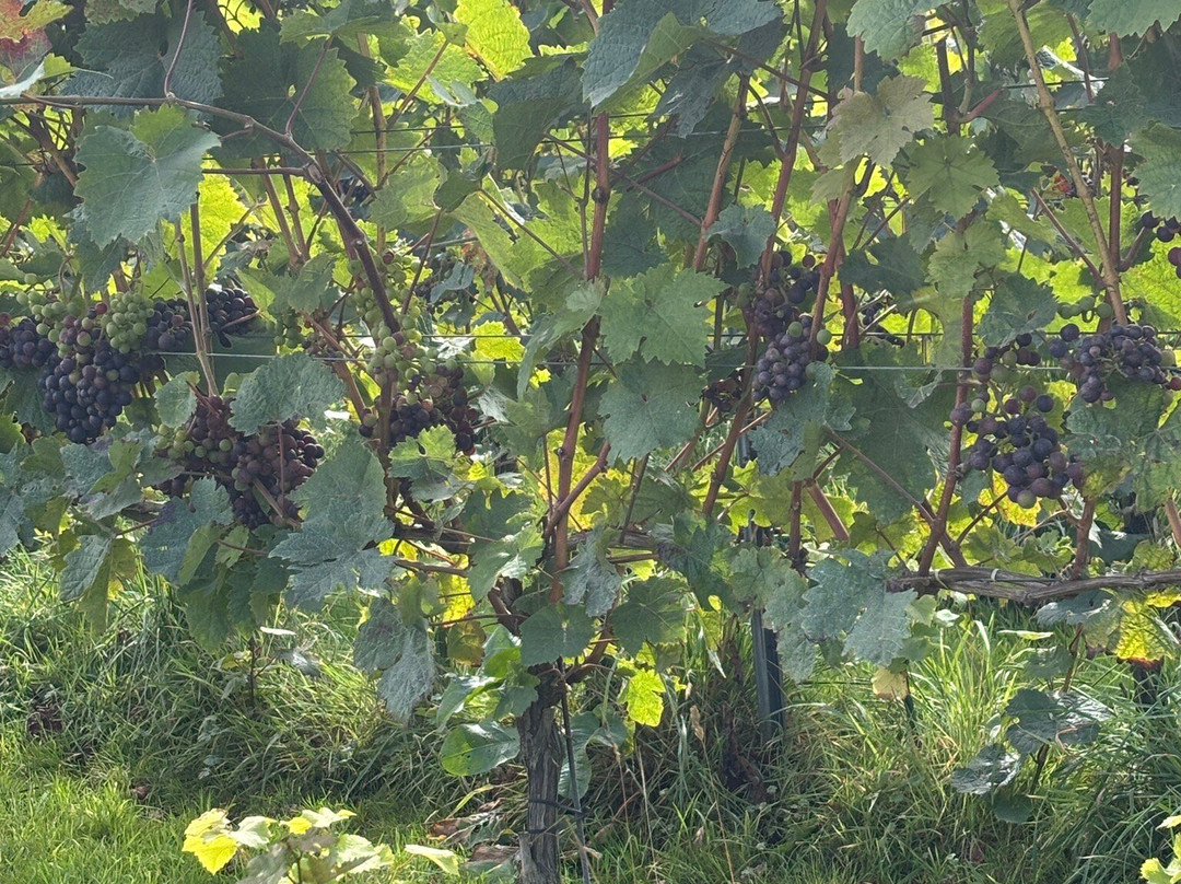 Trevibban Mill Vineyard & Orchard-Wadebridge必去景点