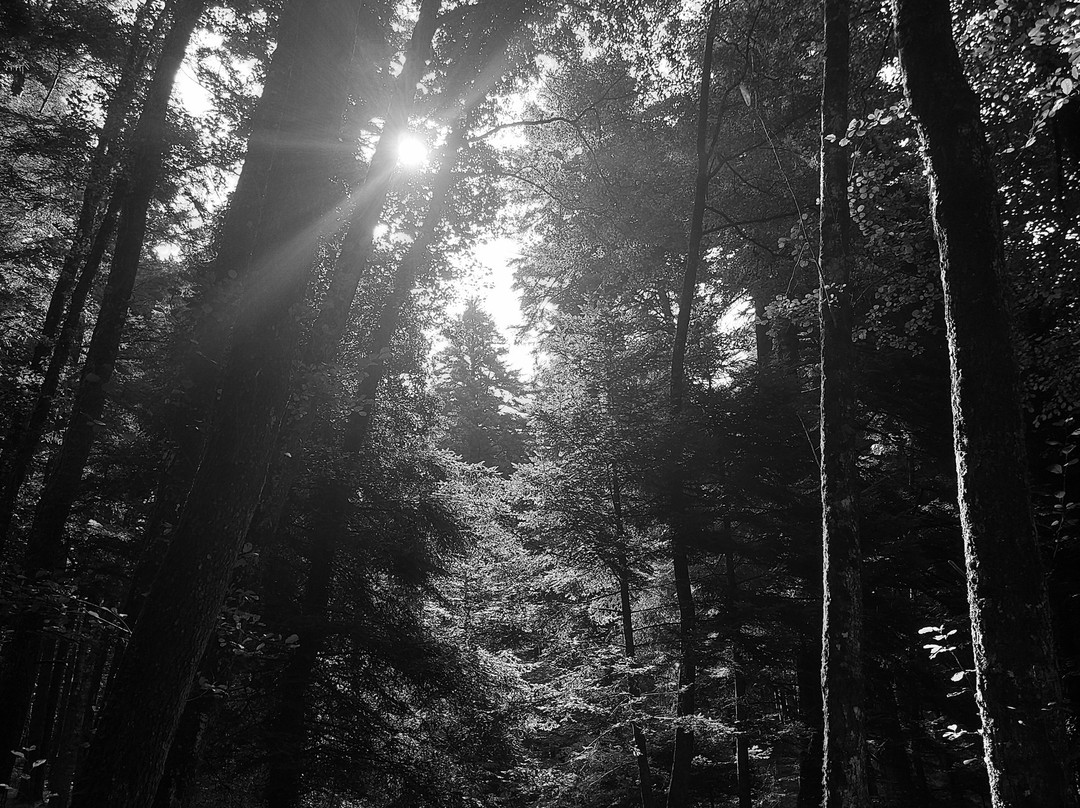 Parco Naturale Regionale delle Serre-Serra San Bruno必去景点