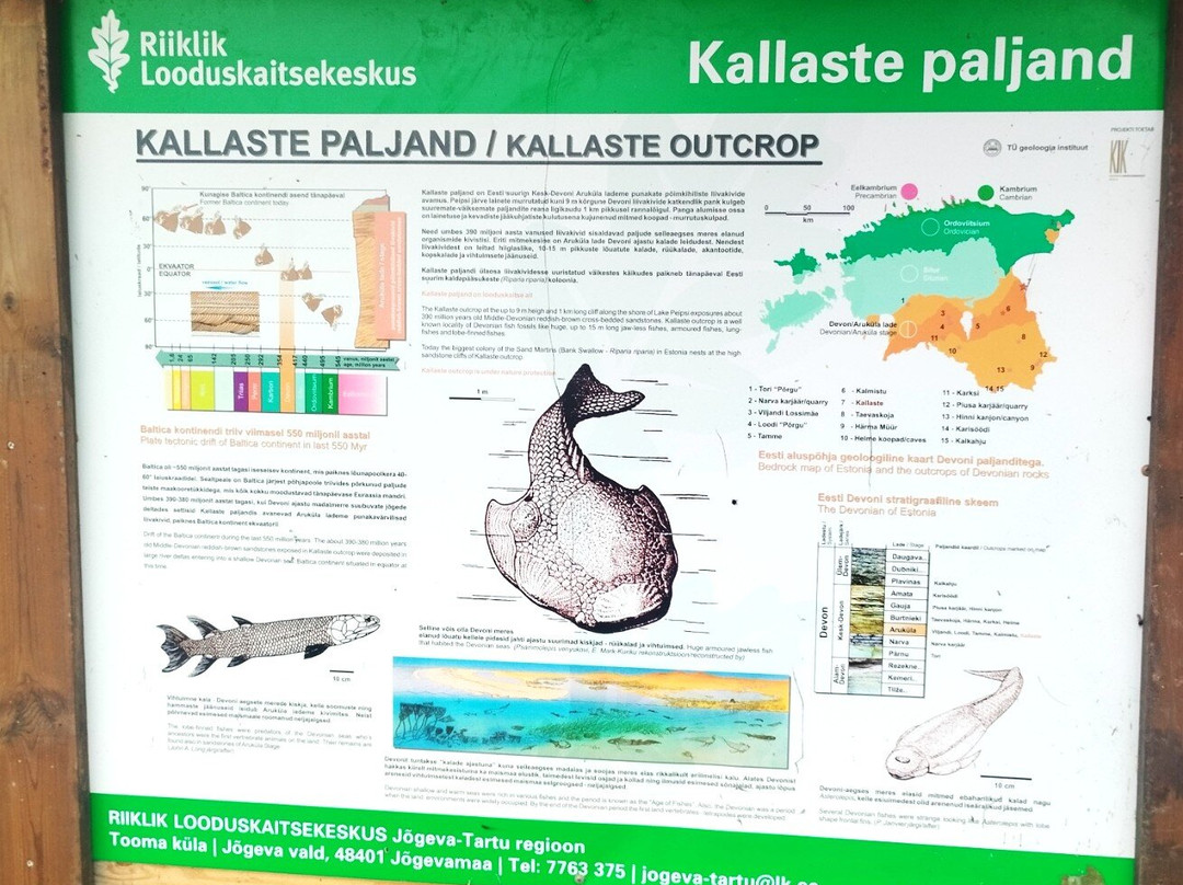 Kallaste Outcrop