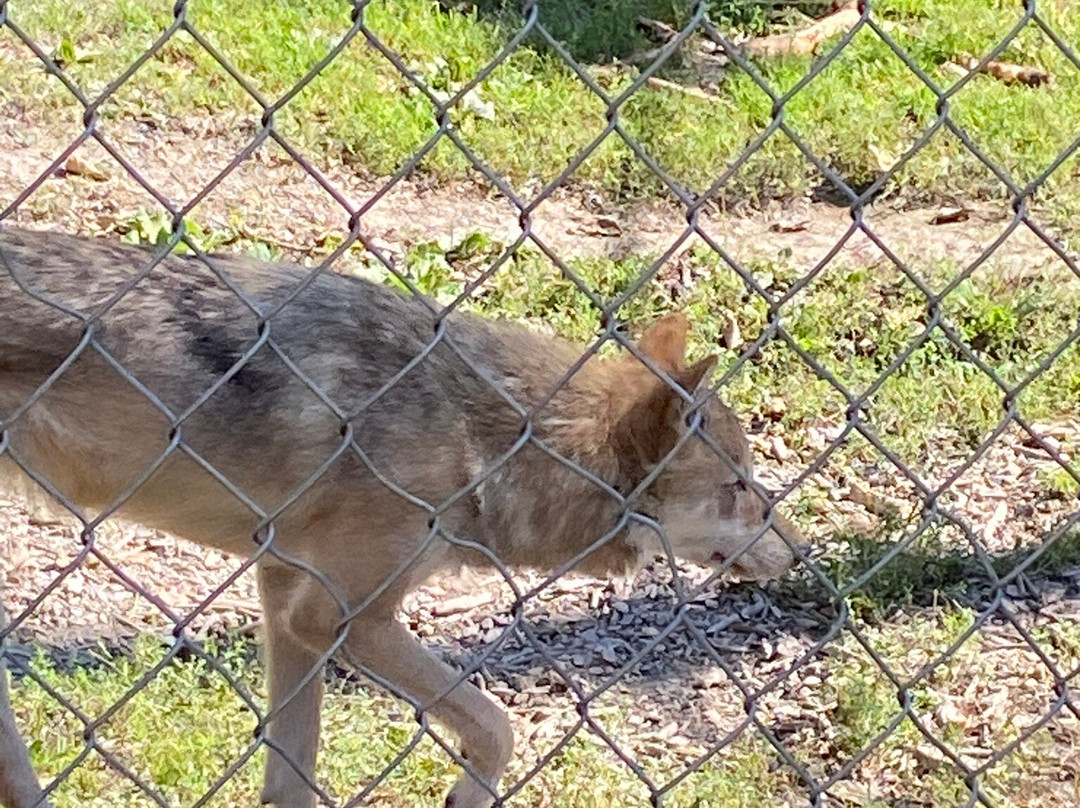 Northern Lights Wildlife Wolf Centre-戈尔登必去景点