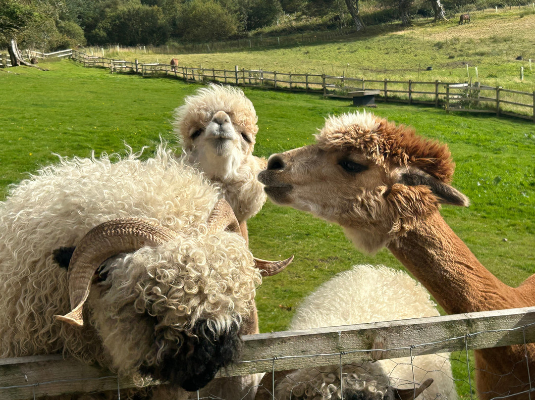little peru alpaca trekking-Maybole必去景点