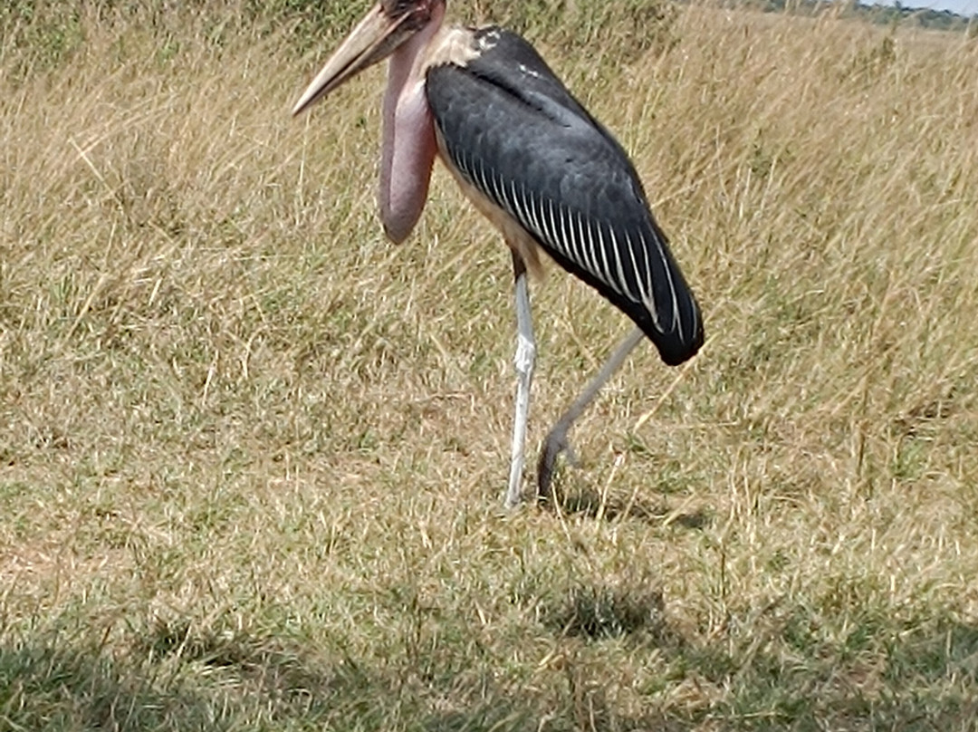 All Seasons Safaris & Tours - Day Tours-内罗毕必去景点