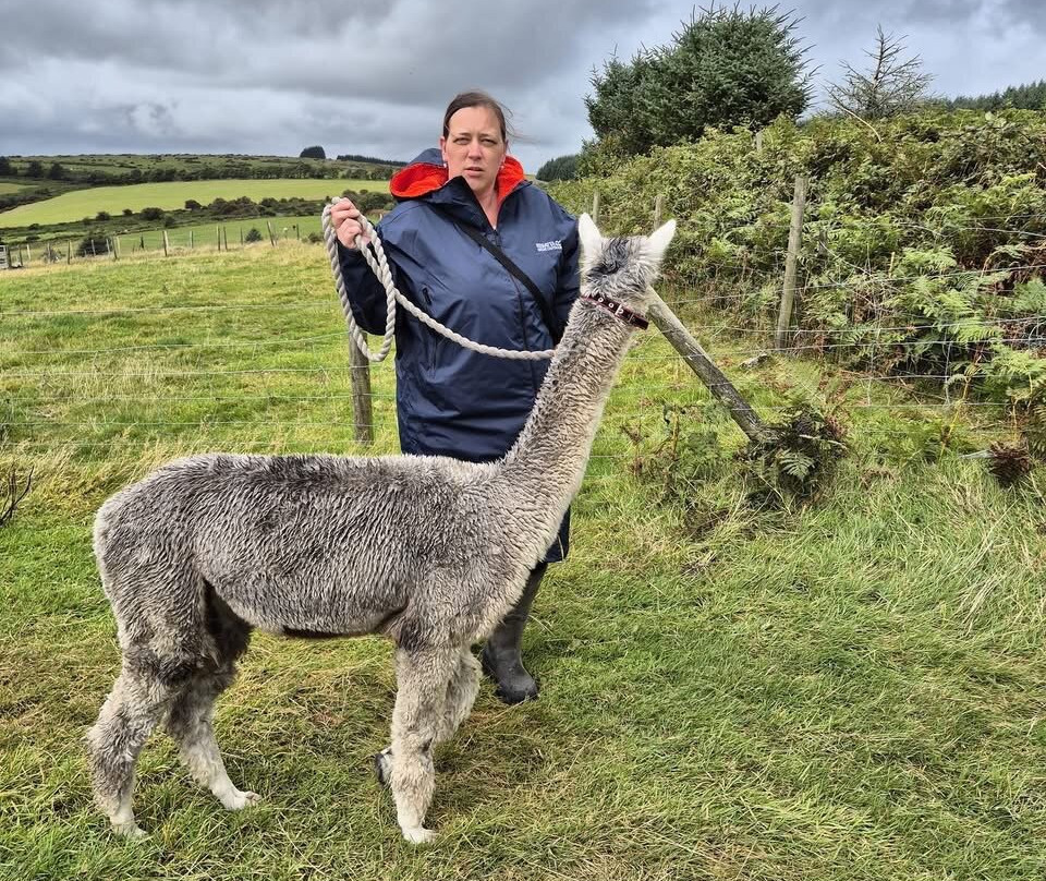 Alpaca Trekking Cornwall-康沃尔必去景点