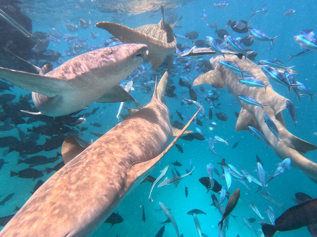 Guraidhoo Excursions & Water Sports-康杜玛岛必去景点