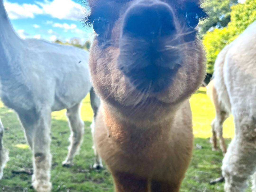 Little Orchard Alpacas-Axminster必去景点