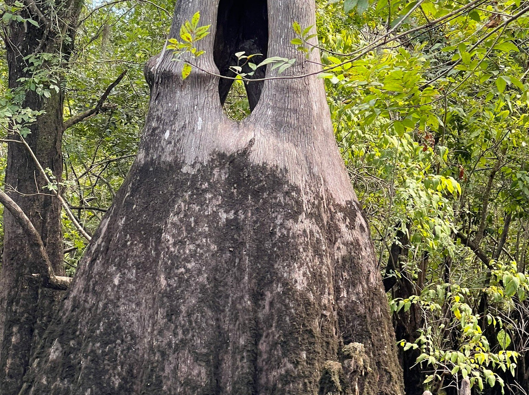 Backwater Tours-圣罗萨海滩必去景点