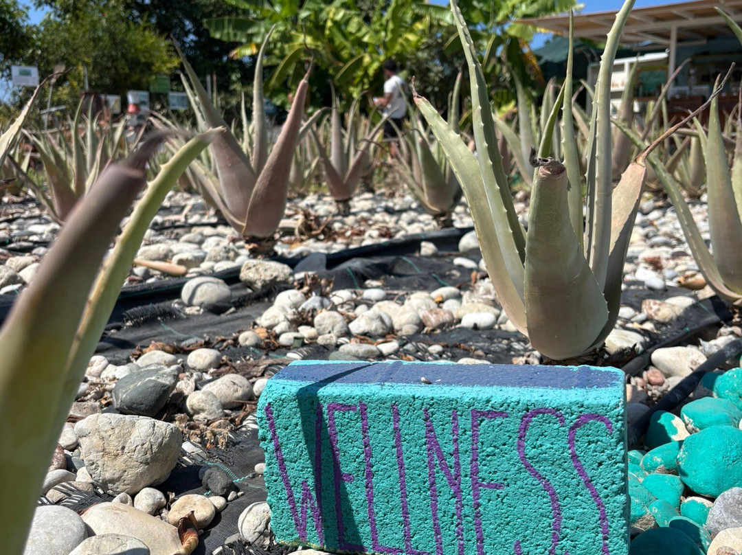 Aloe Vera & Herbal Health Farm-Fanes必去景点