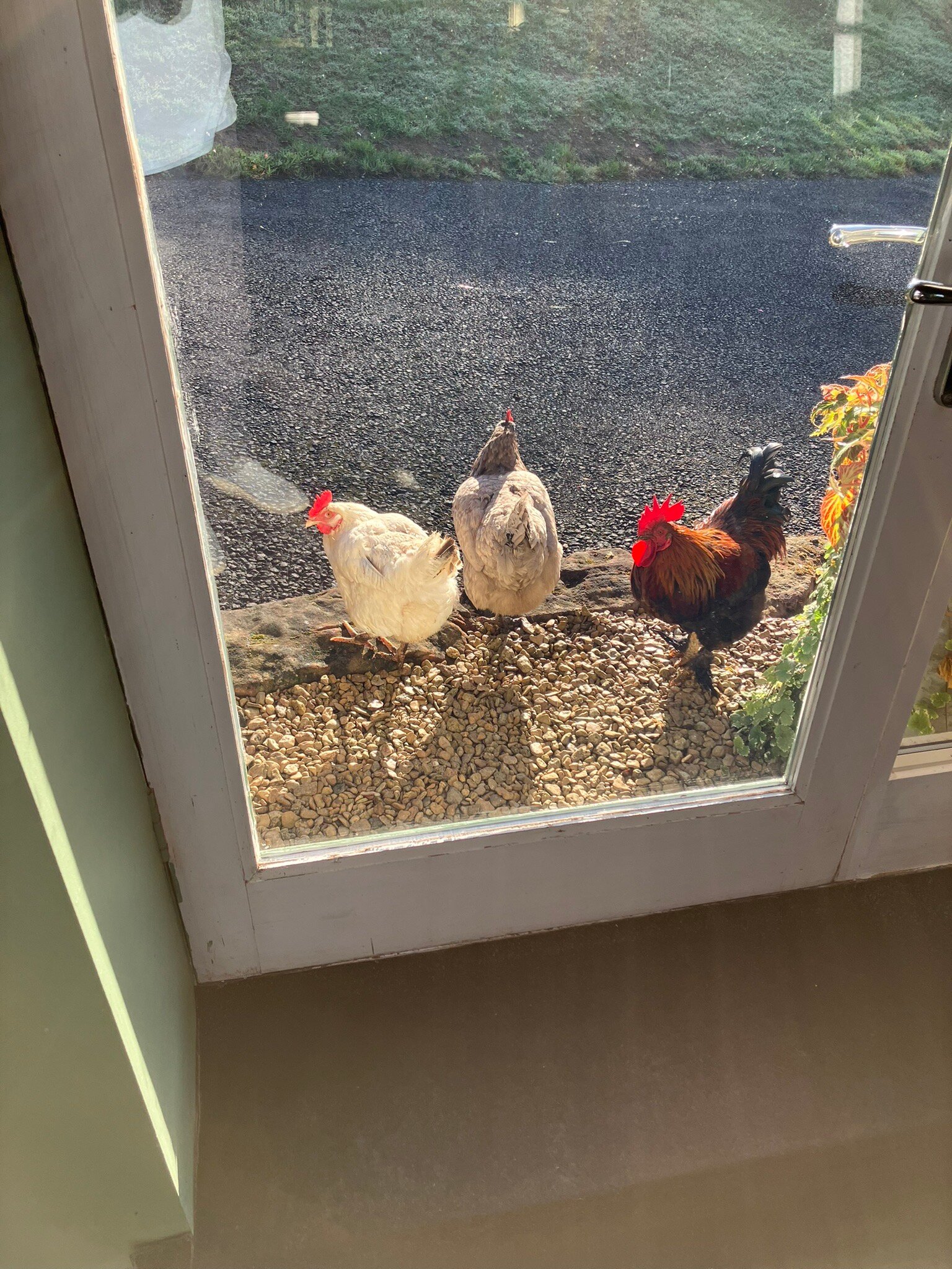 Worralls Grove Guest Farm House-官方