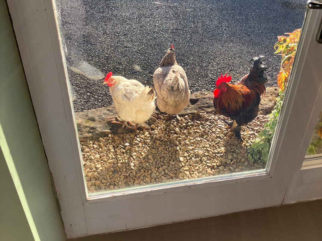 Worralls Grove Guest Farm House主图