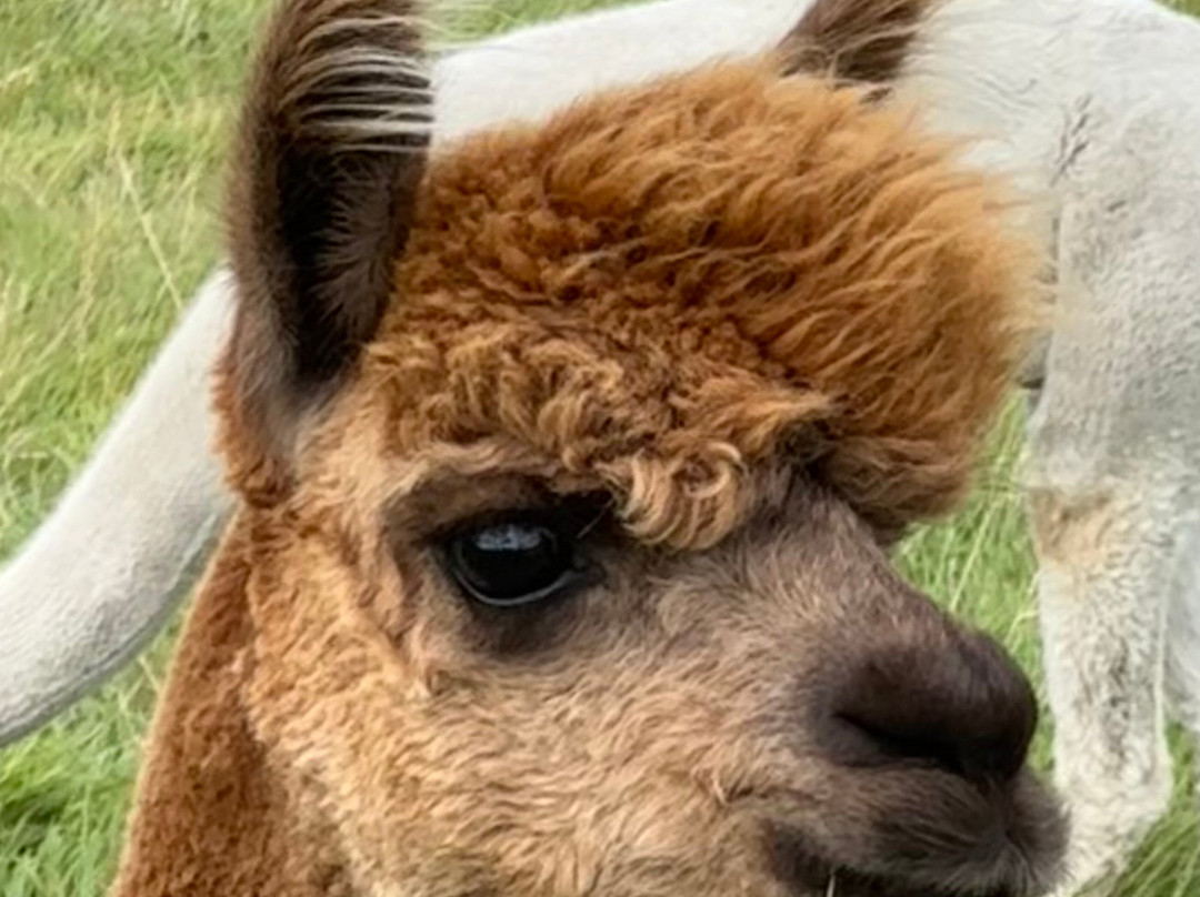 Alpaca Days Out-埃尔金必去景点