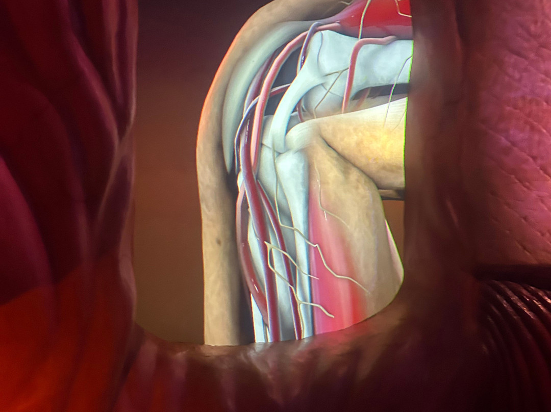 CORPUS 'journey through the human body'-乌赫斯特海斯特必去景点