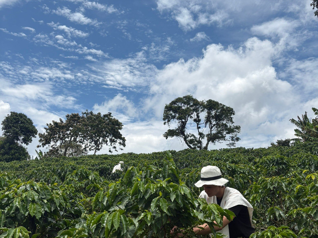 Finca  Buenos Aires coffee Tour-萨伦托必去景点