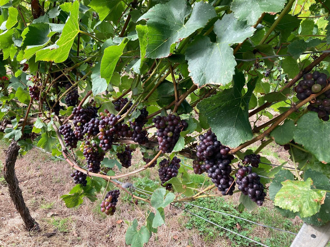 English Oak Vineyard-Lytchett Matravers必去景点