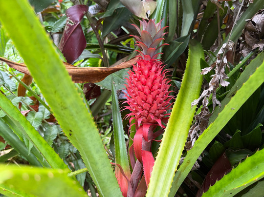 OUI TOUR MAUI-拉海纳必去景点